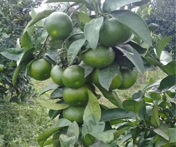 تصویر 2 از قیمت خرید نارنگی سبز + فروش ویژه
